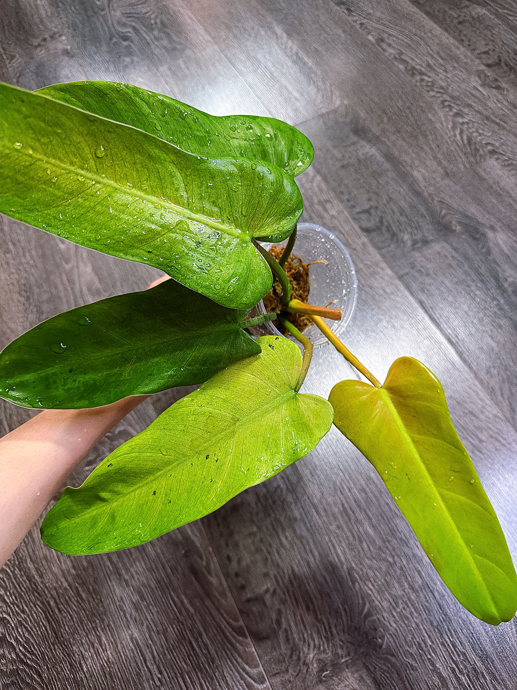 Philodendron Whipple Way - Local Pickup and Delivery Only