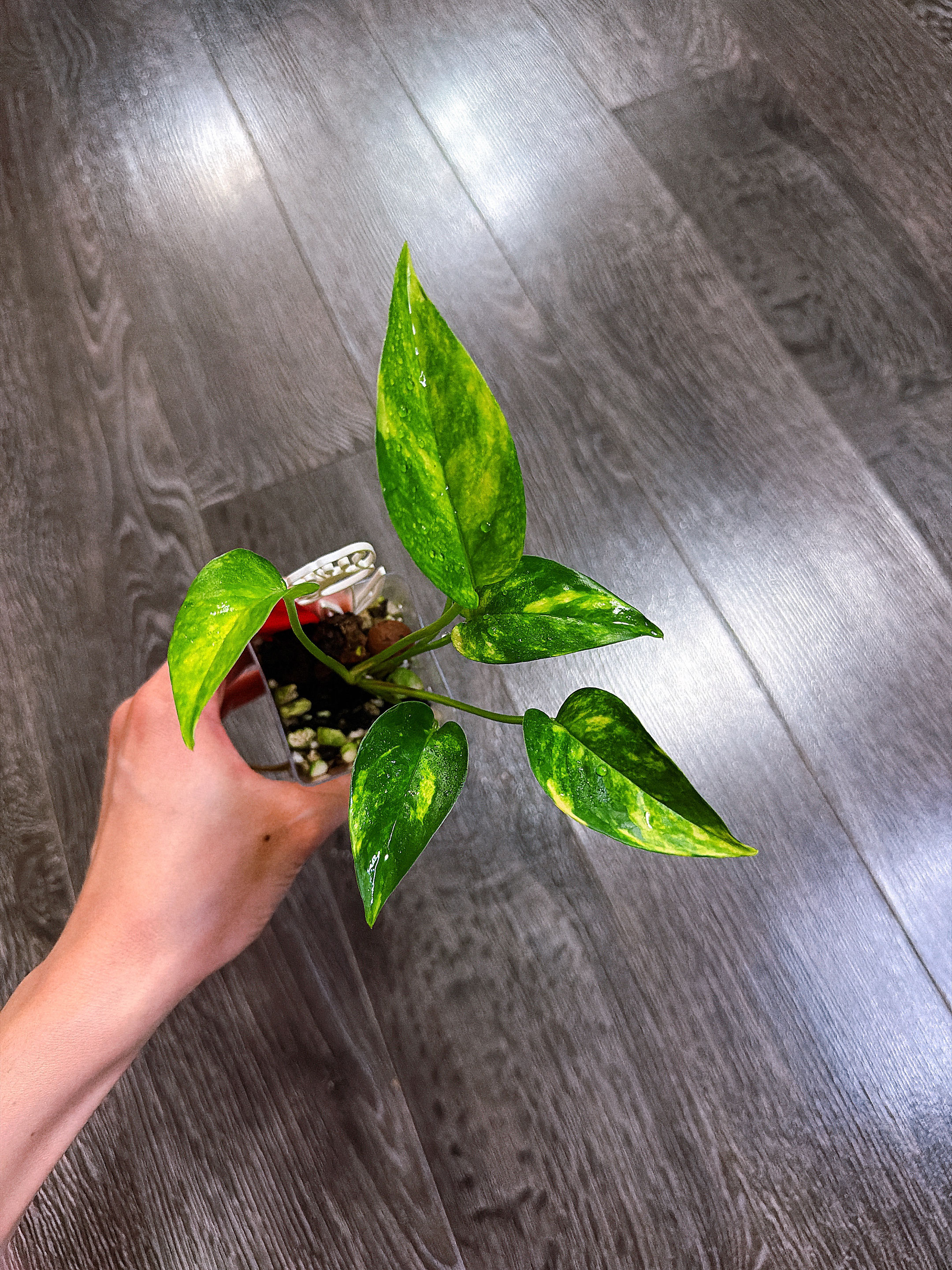 Epipremnum Pinnatum Sunburst - C