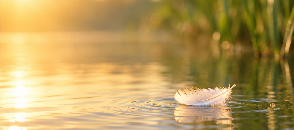 A single feather is a calm pond
