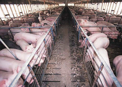 Hogs living in a densely populated farm facility