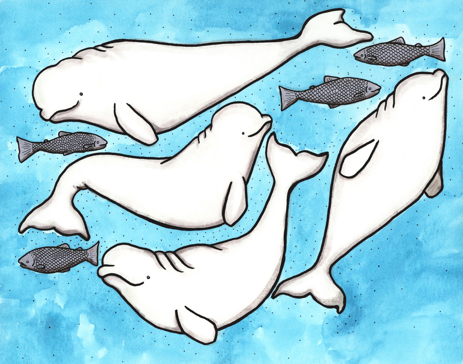 Hopeful Belugas