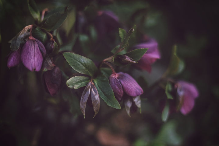 Helleborus Orientalis