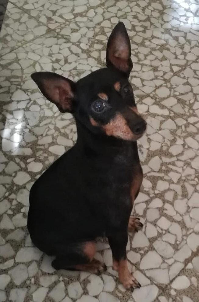 Trixy