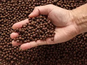 Understanding Velvet Oodinium and Its Impact on Gold and Grey-Spotted Fish in Aquaculture