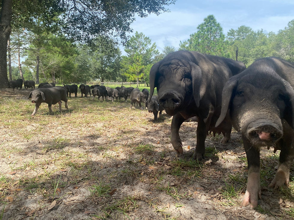 Thumbnail: Meishan Hogs