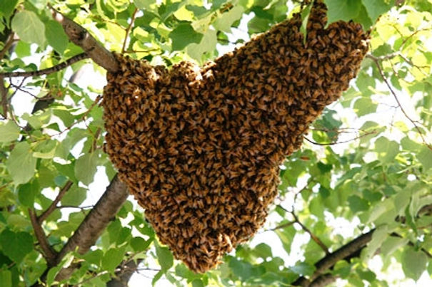 swarm1.jpeg