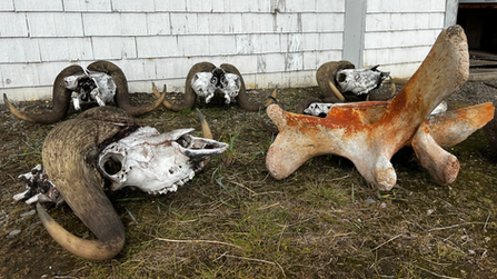 HX Hurtigruten Pole to Pole