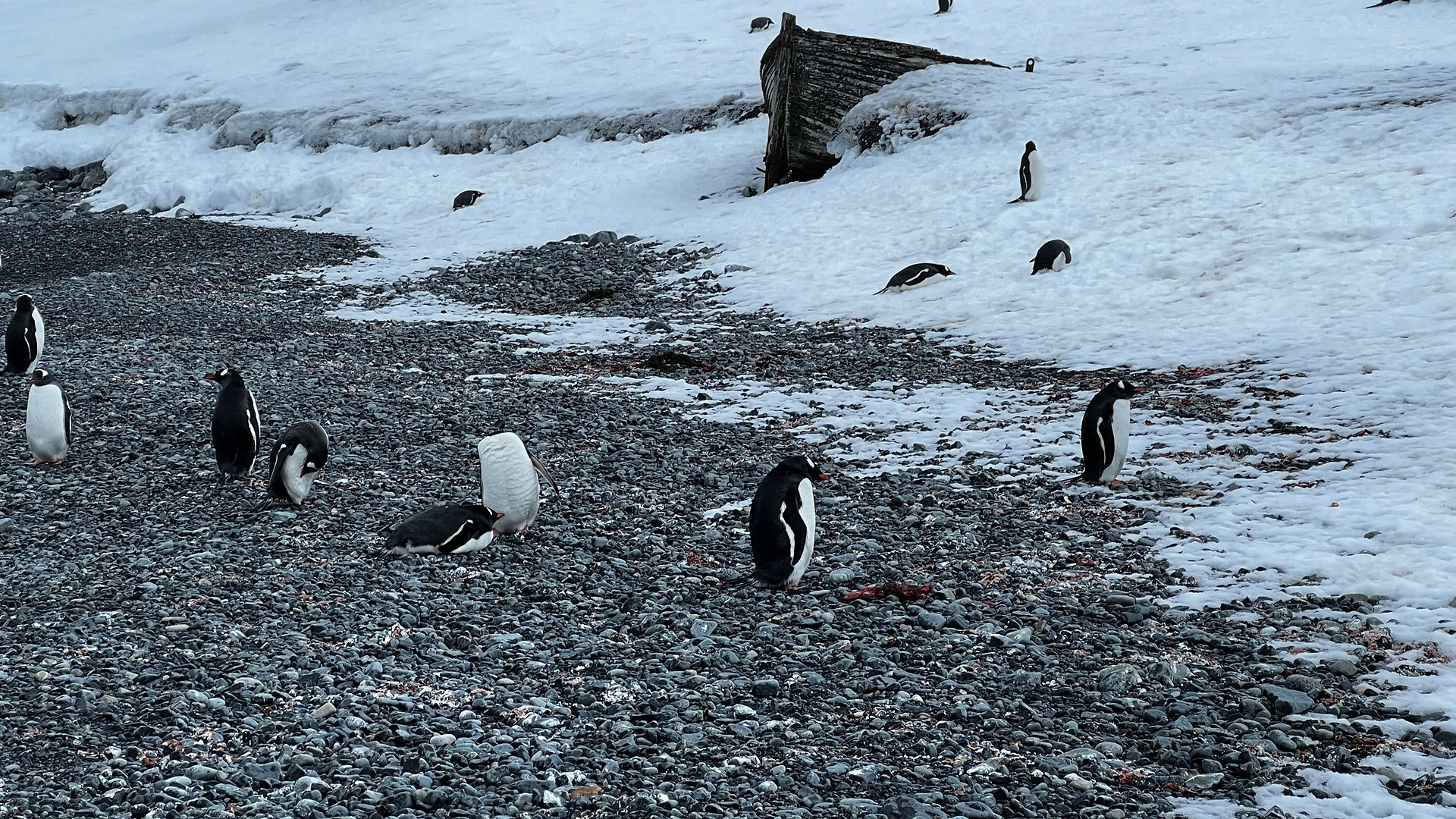 HX Hurtigruten Expeditions Pole to Pole