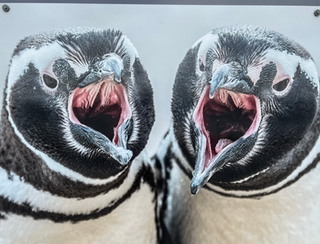 Visiting the Falkland Islands