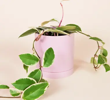 CY1A6792_michelle-pot-lilac.webp