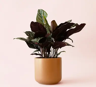 6_-Calathea-Ornata_Charlie-Ginger.webp