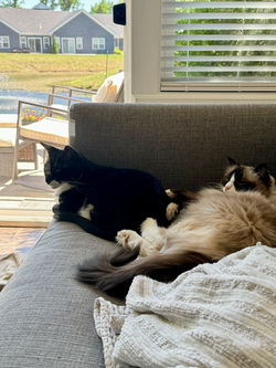 My kitties