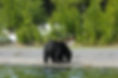 wildlife on the shore of Yellowstone Lake