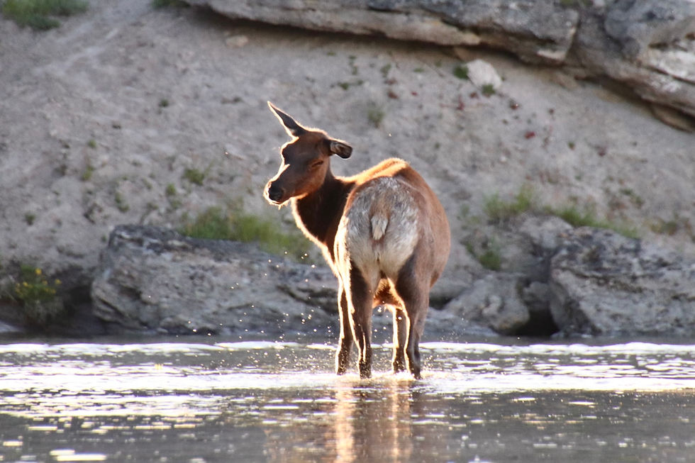 Elk swimming in Yellowstone Lake while kayaking on an evening tour