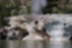 Unique Yellowstone geyser, called Broken Geyser, viewed from a sea kayak, revealing a natural cross section and occasional waterfall-like eruptions.