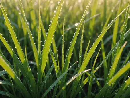 Why I Suggest Ditching Your Shoes and Taking a Stroll Through the Grass: A Personal Tale of Grounding in Nature