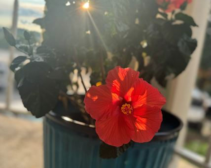 Exploring The Joys of Hibiscus ๐บ And A Special DIY Hibiscus Tea Recipe โ๐ฉ๐พโ๐ณ