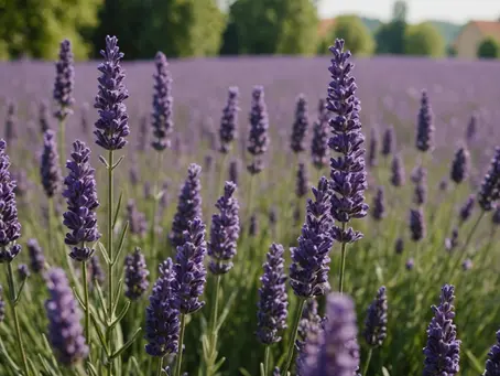 Lavender: The Aromatherapy Wonder ๐