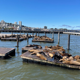Pier 39