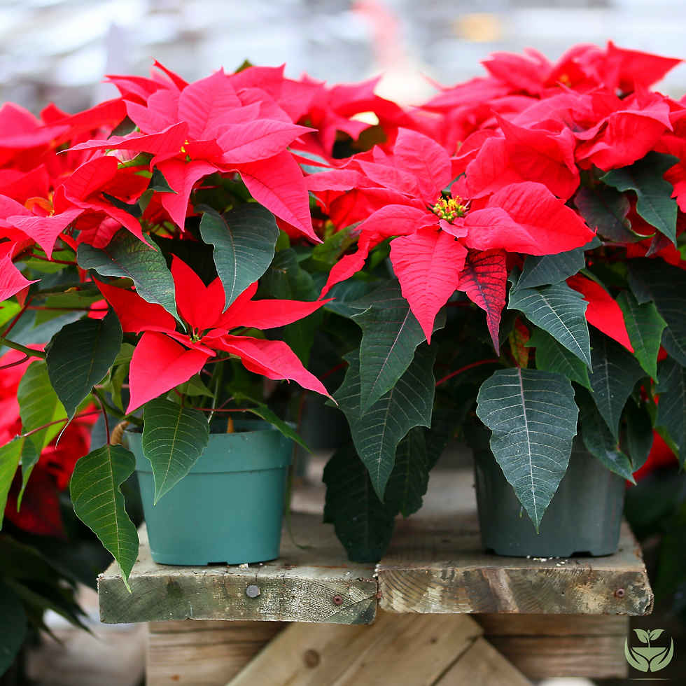 Poinsettia flower