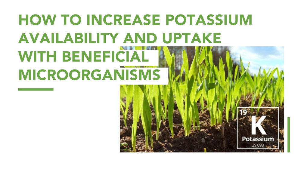 How to Increase Potassium Availability and Uptake with Beneficial