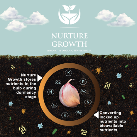 Infographic of garlic and nurture growth biofertilizer