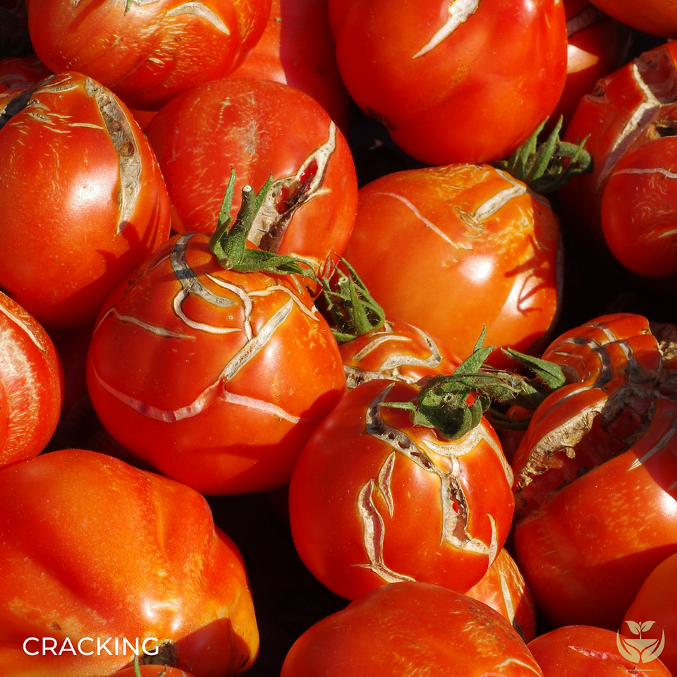 Cracking on a group of tomatoes