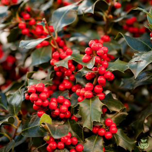 Holly bush