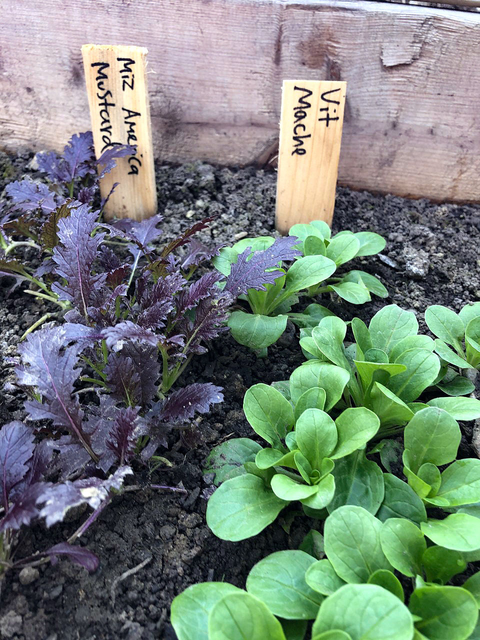 Mustard greens and Mache interplanted together