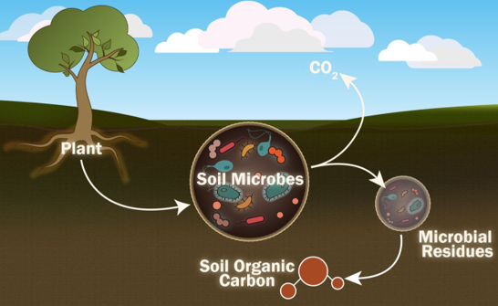 Image: Microbial Activity in Soil Recovery 											Source:Mini but mighty: WVU researchers seek to better understand role of individual soil microorganisms | WVU Today | West Virginia University