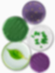Pedri-Dish---Microorganisms-white-backgr
