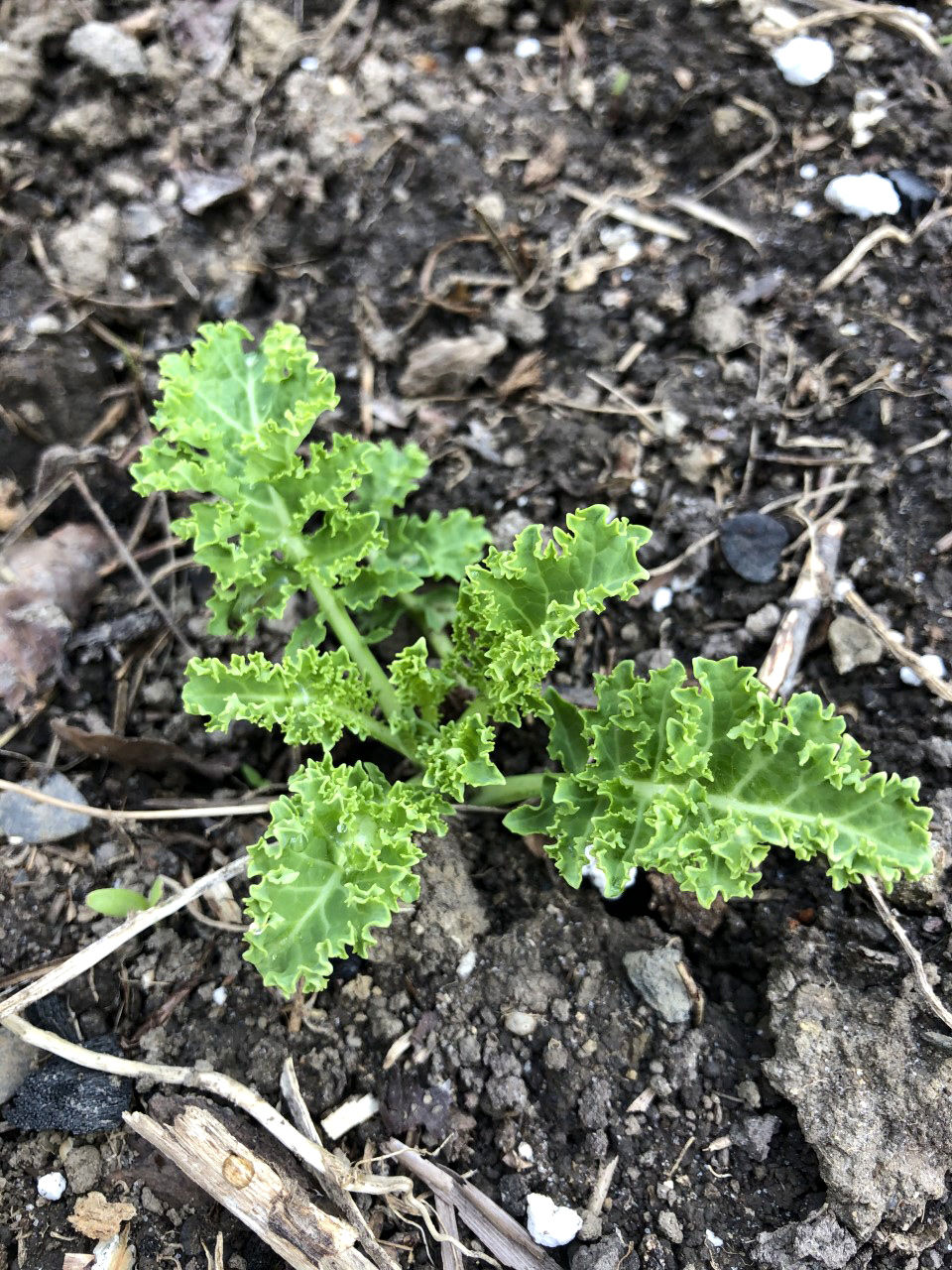 close up of kale planted