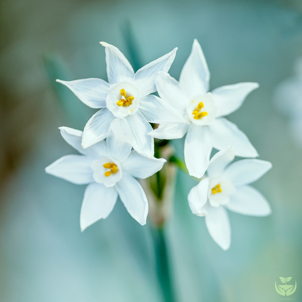 Closeup of a paperwhite flower