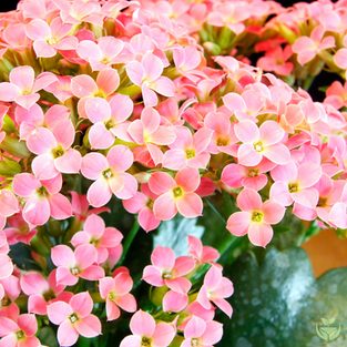 Kalanchoe flower