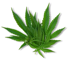 green-cannabis-leaf-isolated-white-backg