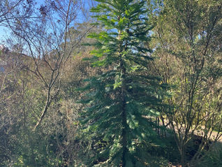 Wollemi Pine - one of the world's oldest and rarest plants