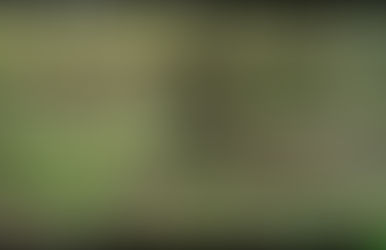 Lyrebird captured on fauna monitoring camera