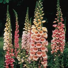 Foxglove