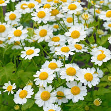 Chamomile