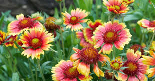 Gaillardia-Blanket flower