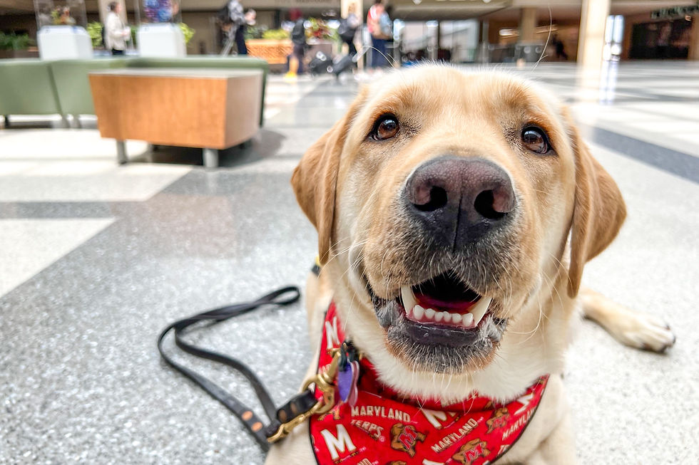 A yellow lab service dog in training in a red bandana and a leather leash lays on a tile floor in the airport. He is smiling at the camera. 