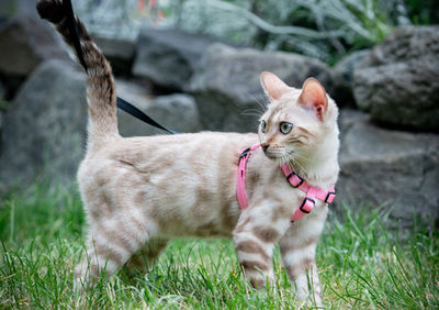 Queen Freya Snow Lynx Bengal breeding cat at Divinus Pride Bengals Washington State