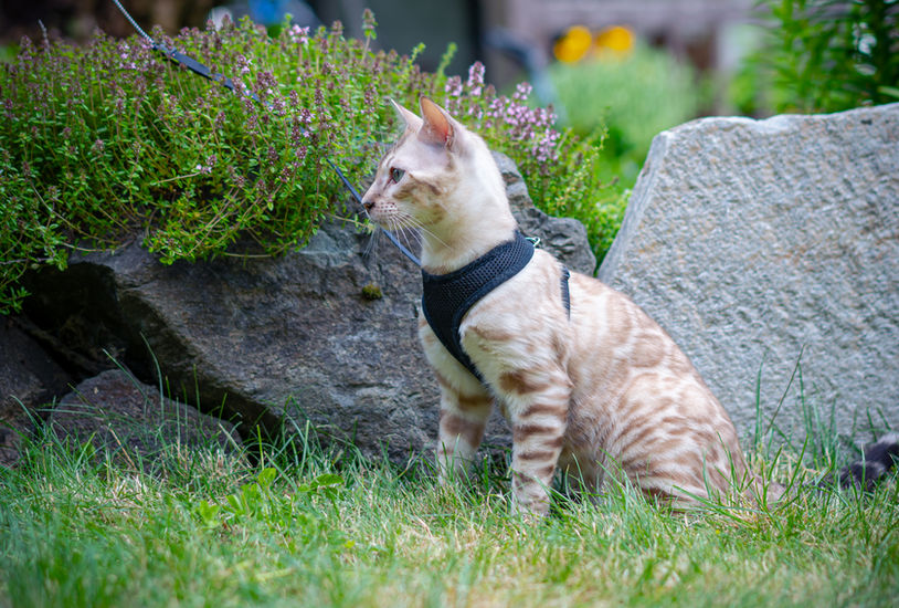 Bengal cat breeder Washington - Avalanche brown spotted sire carrying Snow gene - Divinus Pride Bengals