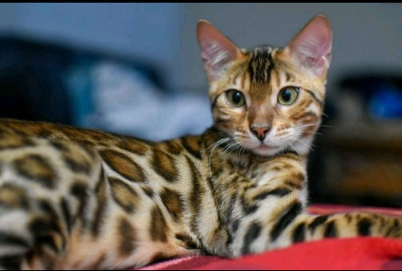 Bengal cat breeder Washington - Taj brown spotted sire carrying Snow gene - Divinus Pride Bengals