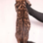 Glittered Brown Spotted Bengal Kitten Maverick!