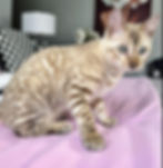 Bengal Cat | Sire Avalanche