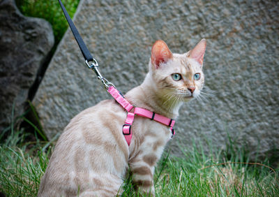 Queen Freya Snow Lynx Bengal breeding cat at Divinus Pride Bengals Washington State