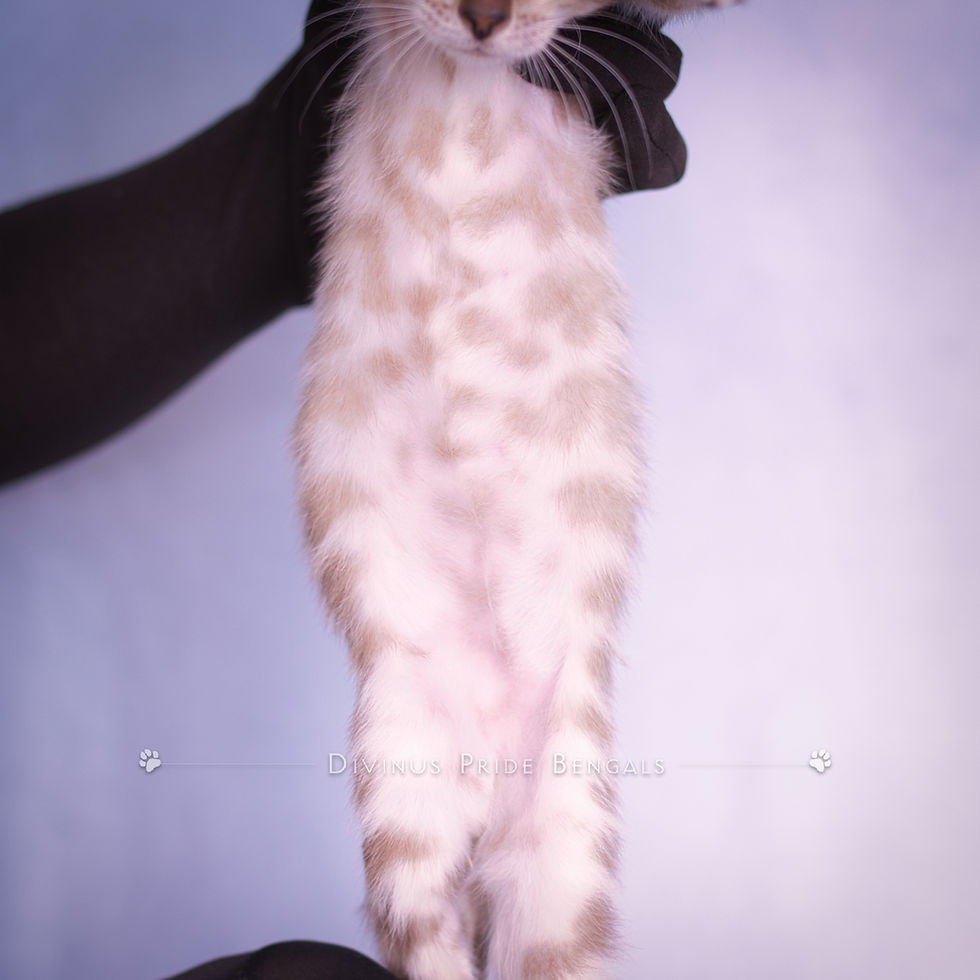 Snow Mink Bengal Kitten Hale