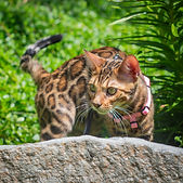 Divinus Pride Bengals-15_edited.jpg