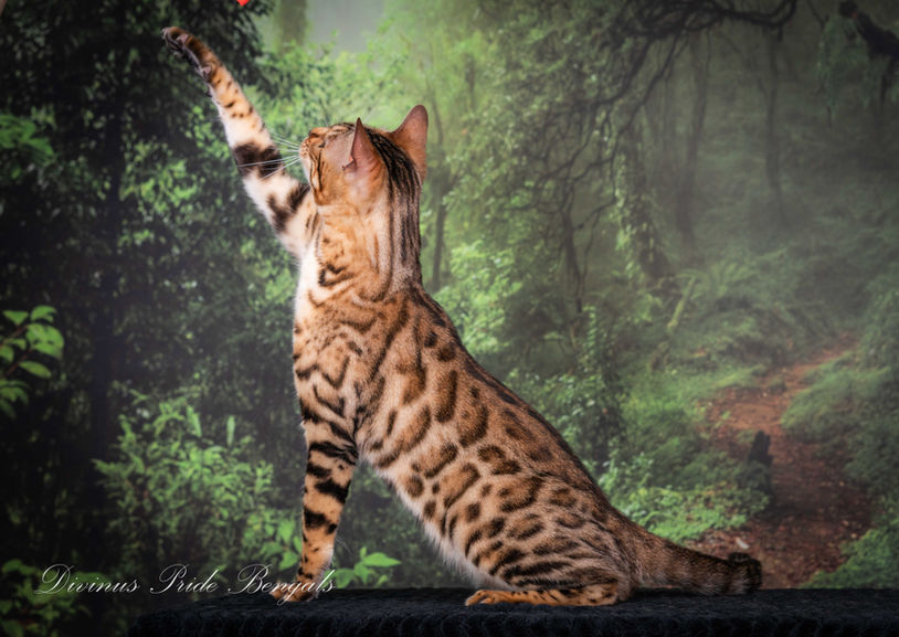 Queen Artemis a Brown Snow carrying Bengal breeding cat at Divinus Pride Bengals Washington State